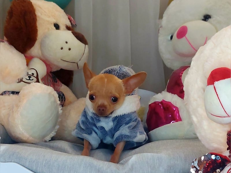 Wunderschöner kleiner Chihuahua-Rüde 2 Jahre