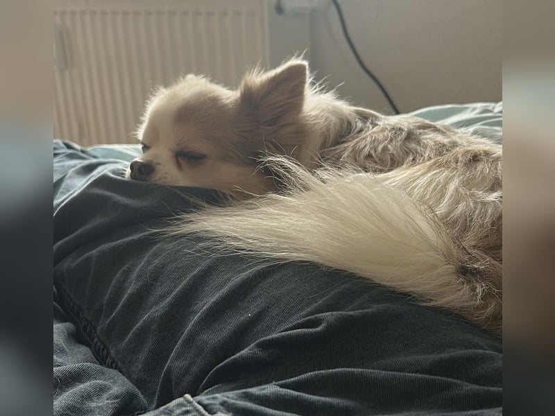 Kleiner Schatz such Platz auf Lebenszeit
