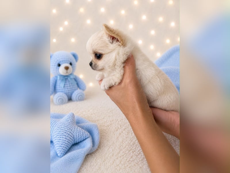 Chihuahua