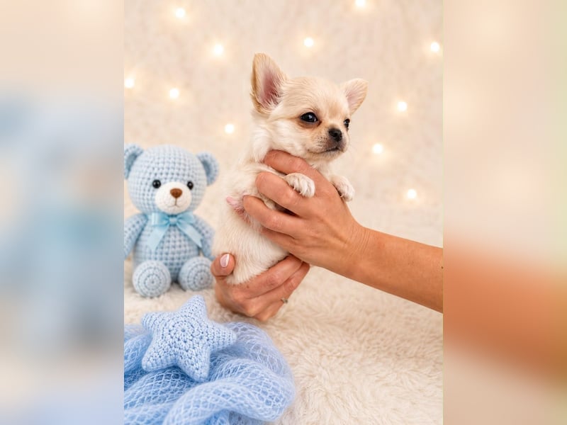 Chihuahua