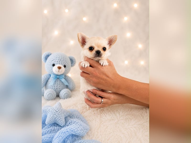 Chihuahua