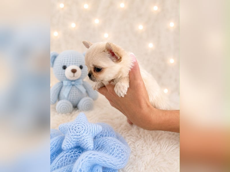 Chihuahua