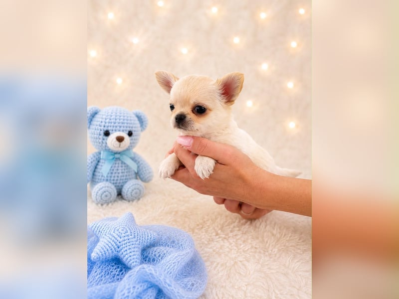 Chihuahua