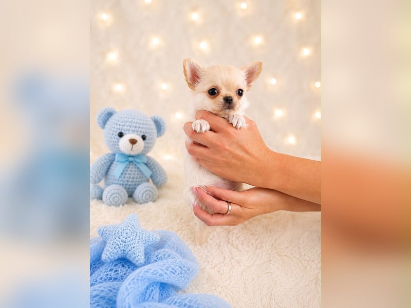 Chihuahua