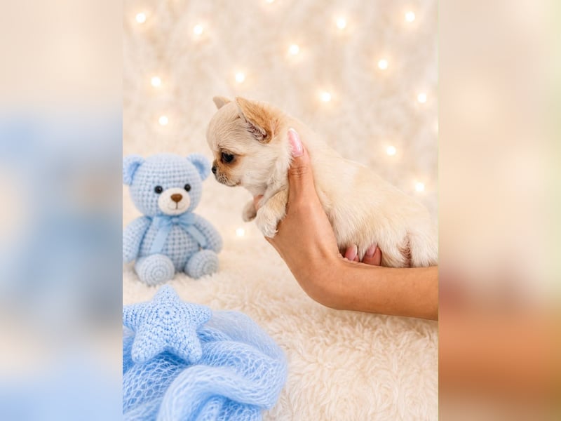 Chihuahua