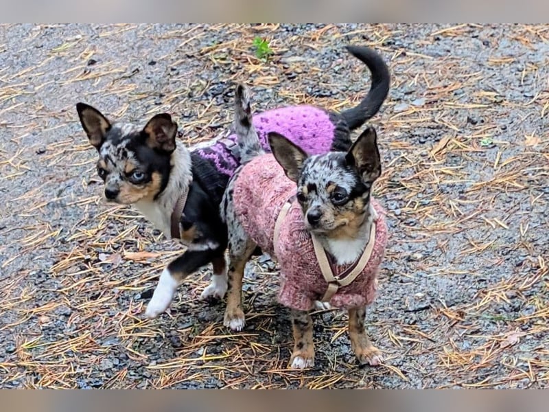 Little Tim - einfach goldig - Tierhilfe Franken e.V.