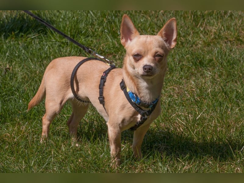 Madita - zuckersüßes Hundemädchen - Tierhilfe Franken e.V.