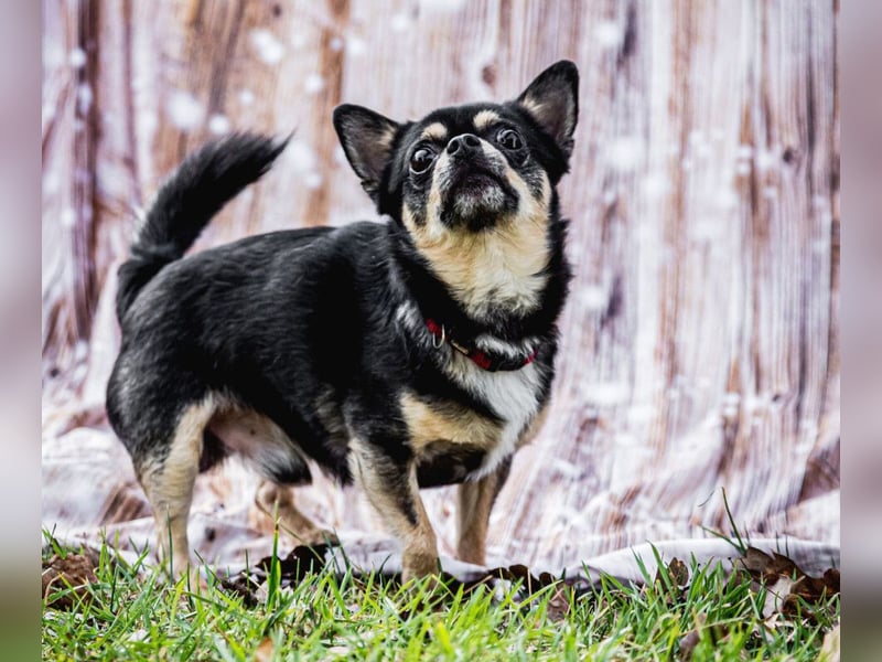 Dobby-Chi - möchte mit Füri zusammenbleiben - Tierhilfe Franken e.V.