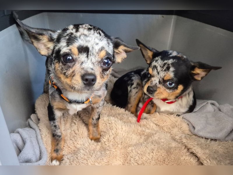 Little Tim - einfach goldig - Tierhilfe Franken e.V.