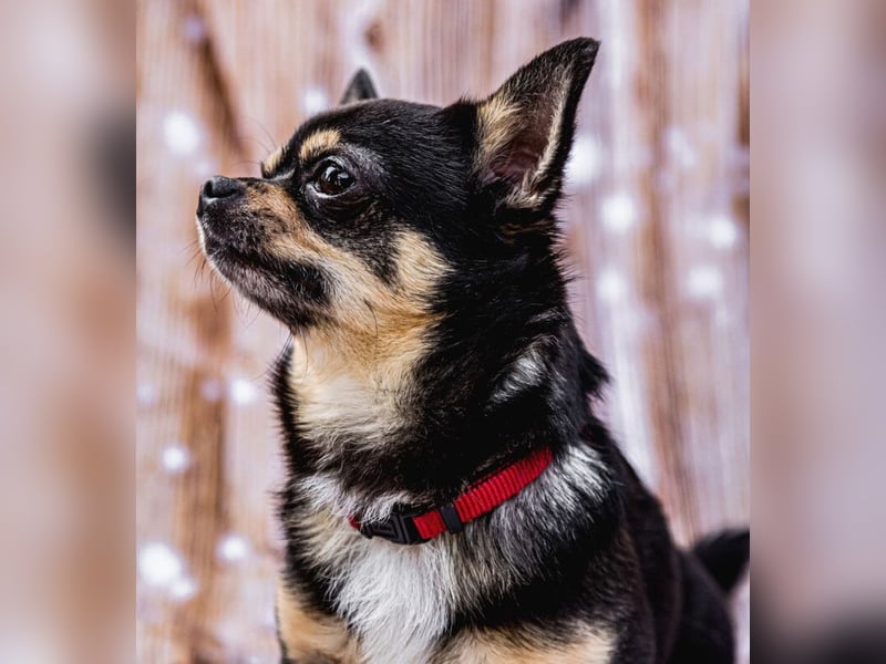 Dobby-Chi - möchte mit Füri zusammenbleiben - Tierhilfe Franken e.V.