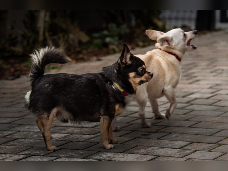 Dobby-Chi - möchte mit Füri zusammenbleiben - Tierhilfe Franken e.V.