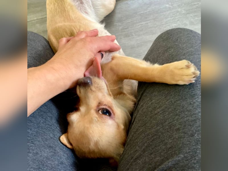 Madita - zuckersüßes Hundemädchen - Tierhilfe Franken e.V.