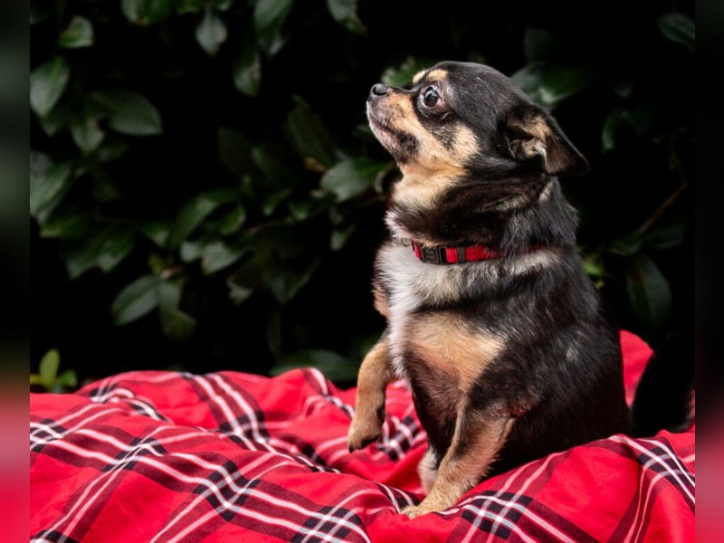 Dobby-Chi - möchte mit Füri zusammenbleiben - Tierhilfe Franken e.V.