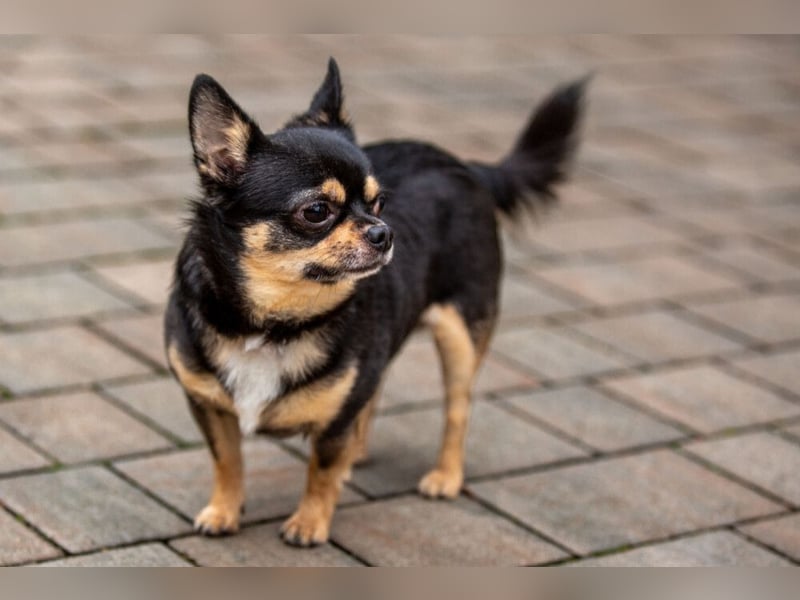 Dobby-Chi - möchte mit Füri zusammenbleiben - Tierhilfe Franken e.V.