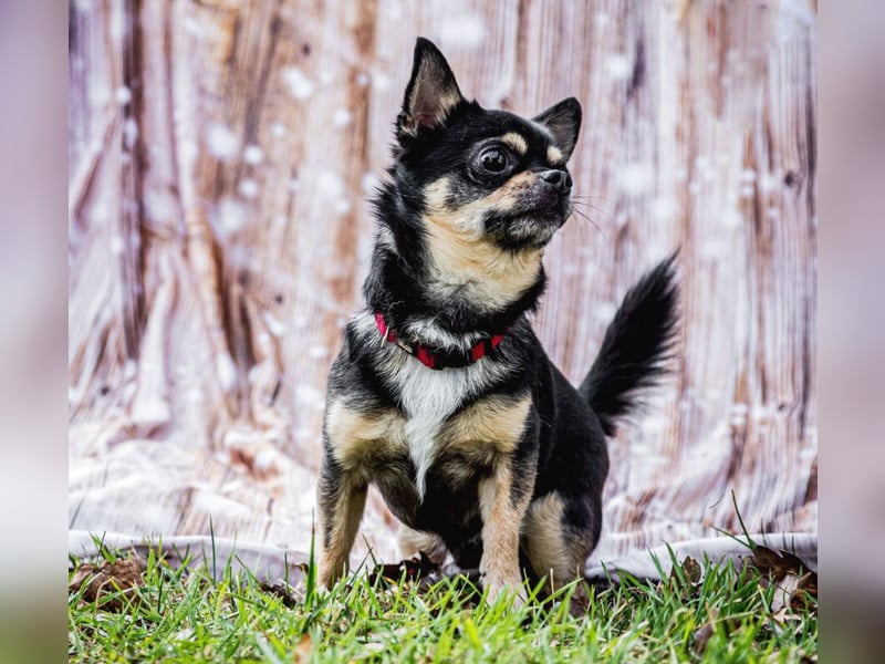 Dobby-Chi - möchte mit Füri zusammenbleiben - Tierhilfe Franken e.V.