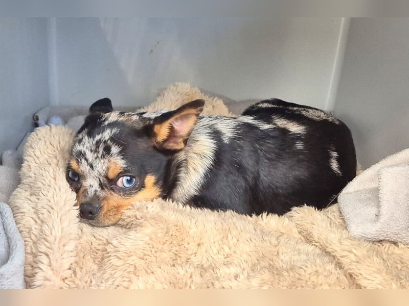 Little Tim - einfach goldig - Tierhilfe Franken e.V.