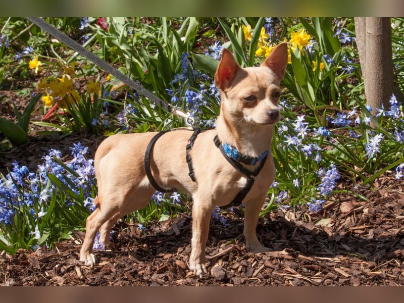 Madita - liebt Kuscheln und Spielen - Tierhilfe Franken e.V.