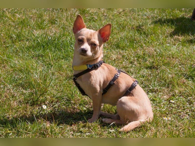 Madita - liebt Kuscheln und Spielen - Tierhilfe Franken e.V.