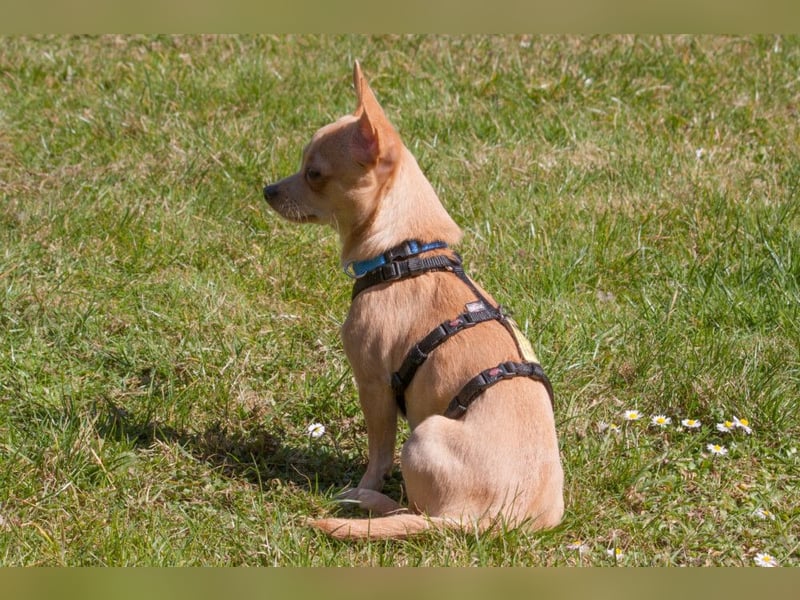 Madita - liebt Kuscheln und Spielen - Tierhilfe Franken e.V.