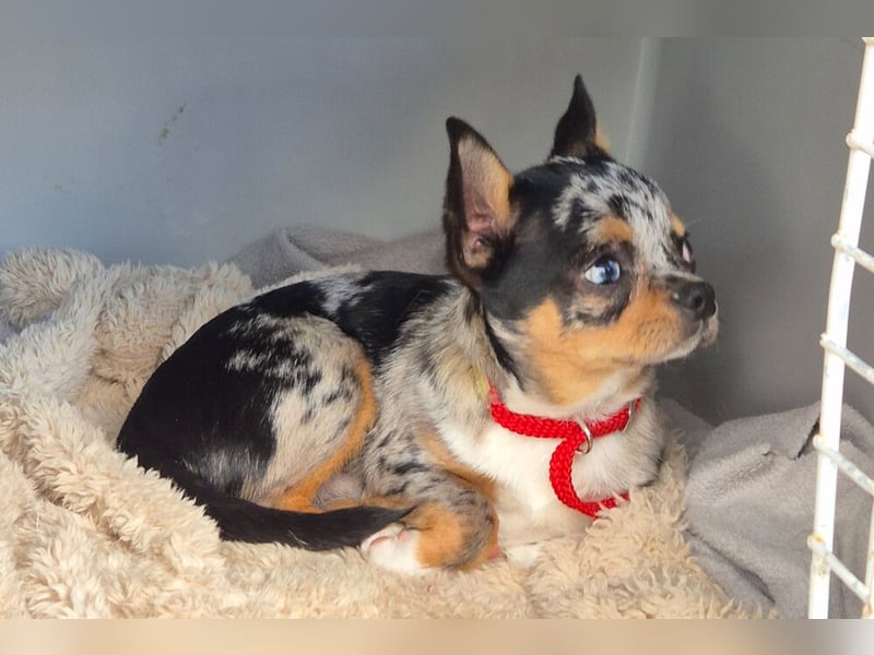 Little Tim - einfach goldig - Tierhilfe Franken e.V.