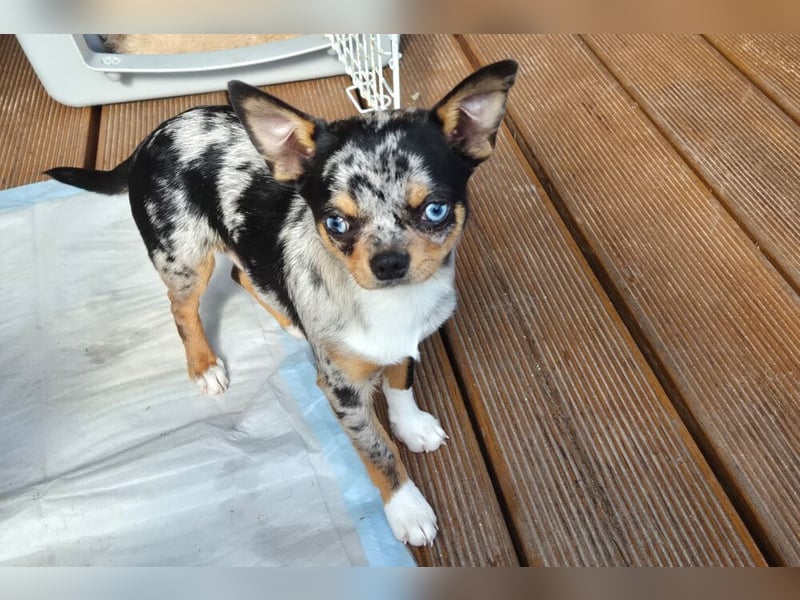 Little Tim - einfach goldig - Tierhilfe Franken e.V.