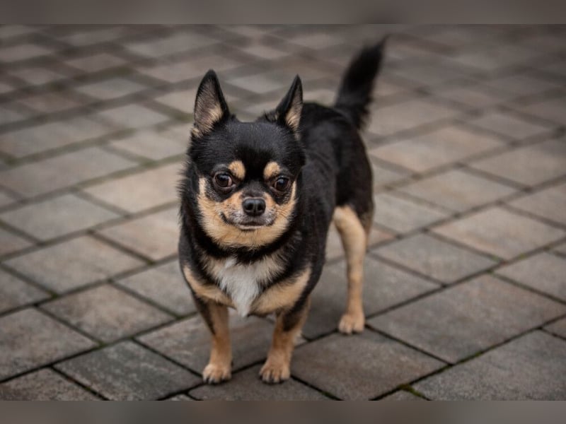 Dobby-Chi - möchte mit Füri zusammenbleiben - Tierhilfe Franken e.V.