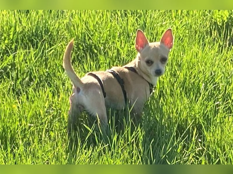 Madita - zuckersüßes Hundemädchen - Tierhilfe Franken e.V.