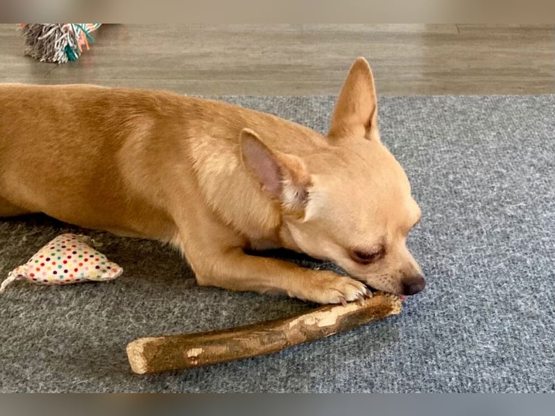 Madita - zuckersüßes Hundemädchen - Tierhilfe Franken e.V.