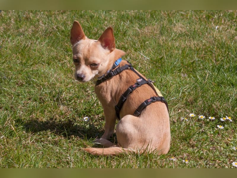 Madita - zuckersüßes Hundemädchen - Tierhilfe Franken e.V.