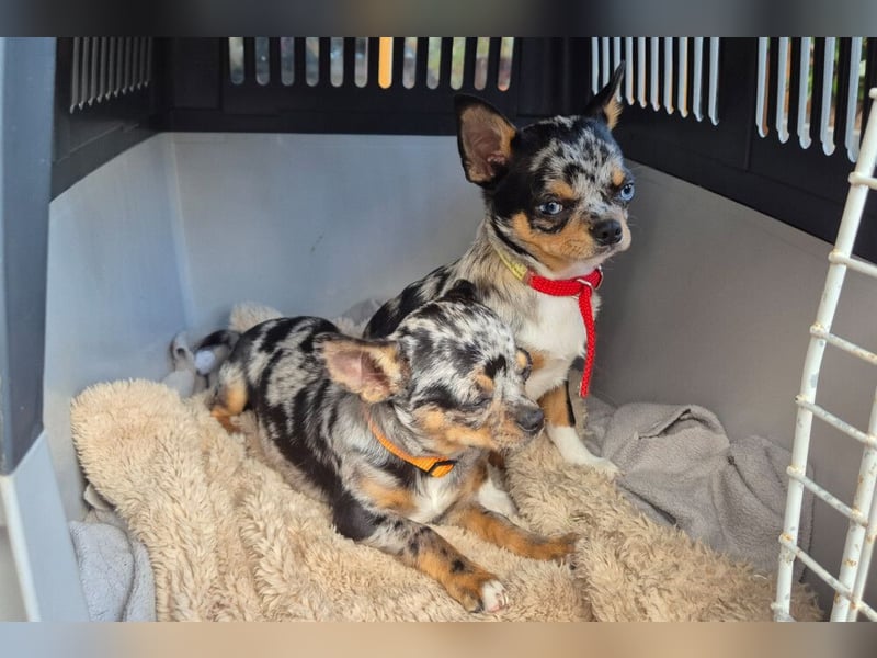 Little Tim - einfach goldig - Tierhilfe Franken e.V.