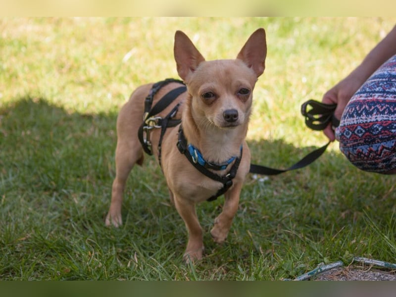 Madita - liebt Kuscheln und Spielen - Tierhilfe Franken e.V.