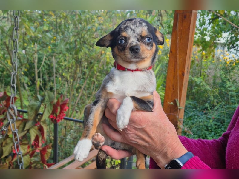 Little Tim - einfach goldig - Tierhilfe Franken e.V.