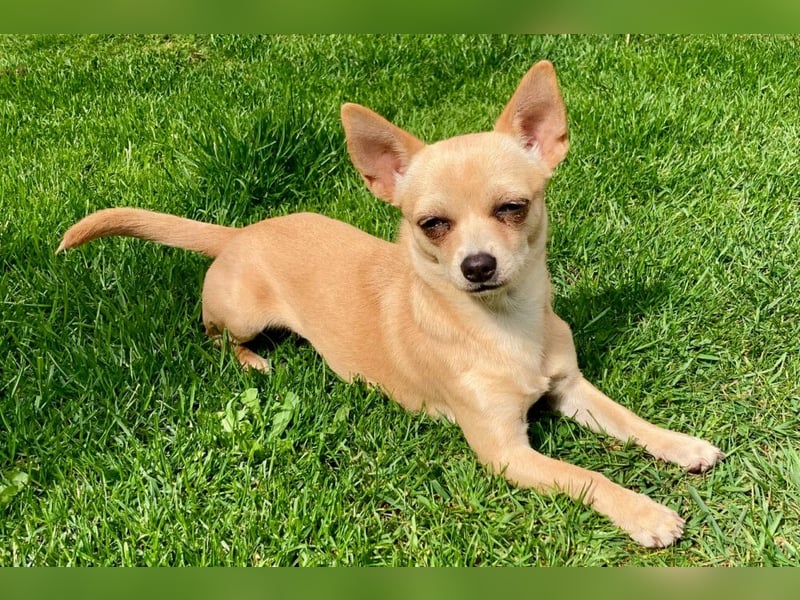 Madita - zuckersüßes Hundemädchen - Tierhilfe Franken e.V.