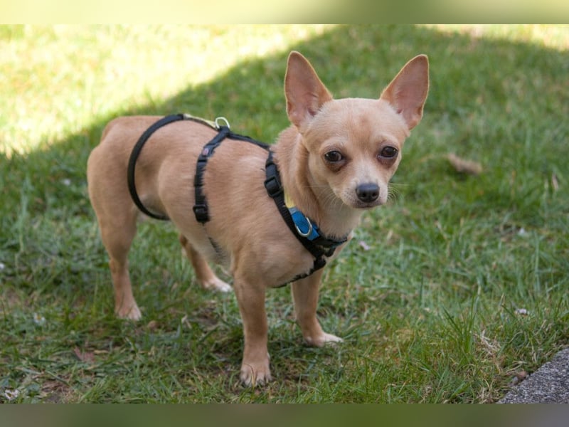 Madita - liebt Kuscheln und Spielen - Tierhilfe Franken e.V.