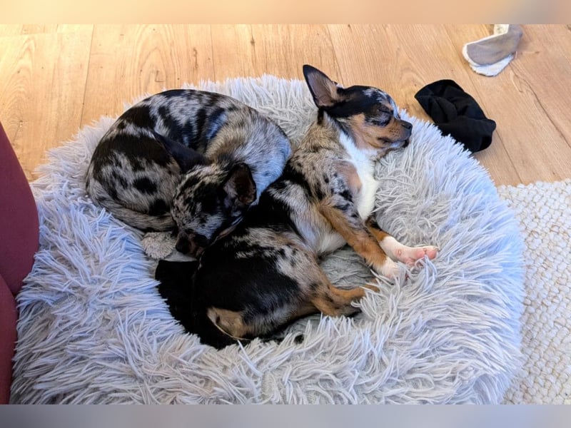 Little Tim - einfach goldig - Tierhilfe Franken e.V.