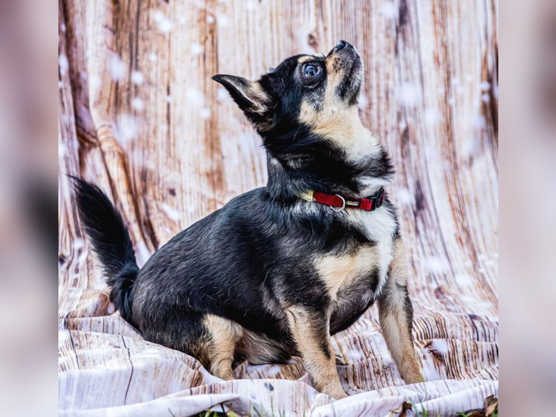 Dobby-Chi - möchte mit Füri zusammenbleiben - Tierhilfe Franken e.V.