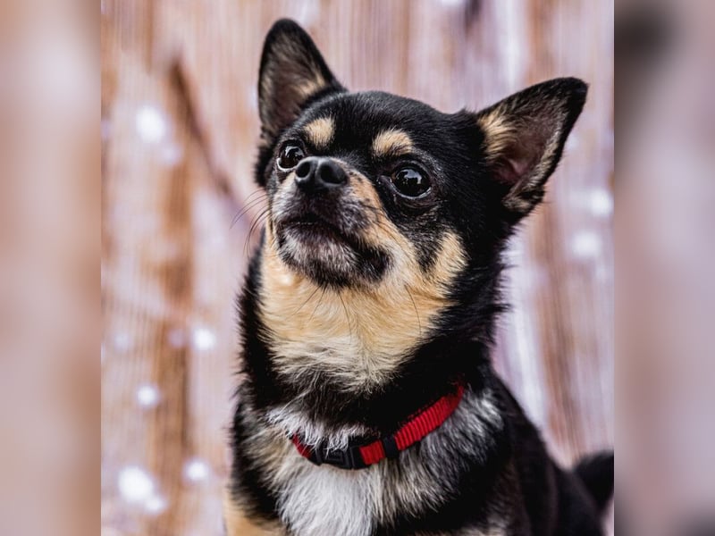 Dobby-Chi - möchte mit Füri zusammenbleiben - Tierhilfe Franken e.V.