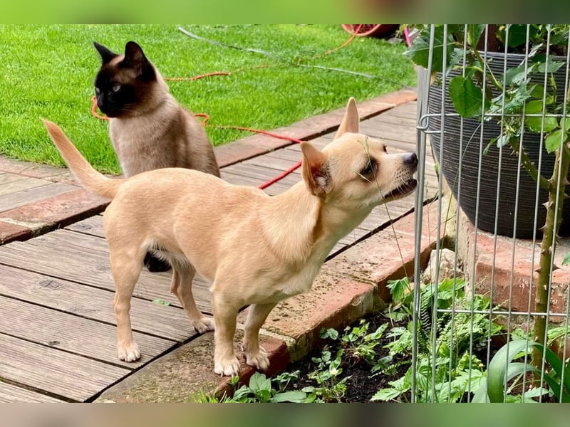 Madita - zuckersüßes Hundemädchen - Tierhilfe Franken e.V.