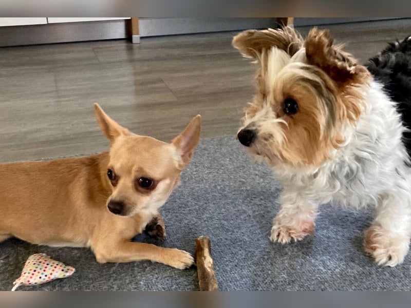 Madita - zuckersüßes Hundemädchen - Tierhilfe Franken e.V.