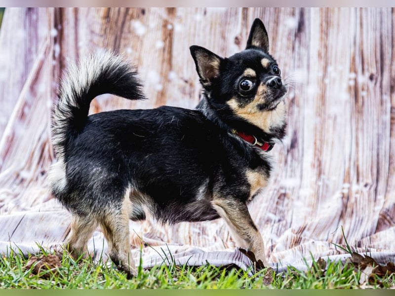 Dobby-Chi - möchte mit Füri zusammenbleiben - Tierhilfe Franken e.V.