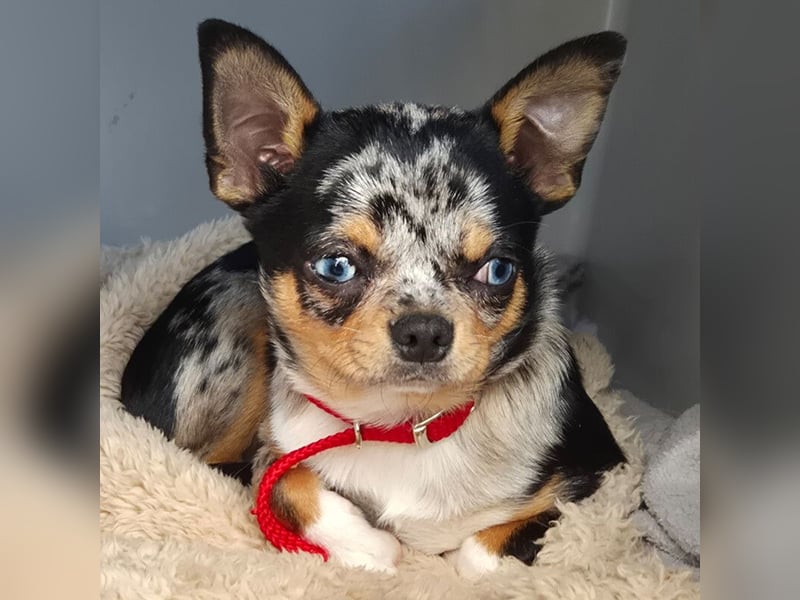 Little Tim - einfach goldig - Tierhilfe Franken e.V.