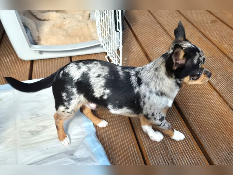 Little Tim - einfach goldig - Tierhilfe Franken e.V.