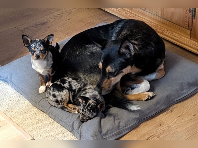 Little Tim - einfach goldig - Tierhilfe Franken e.V.