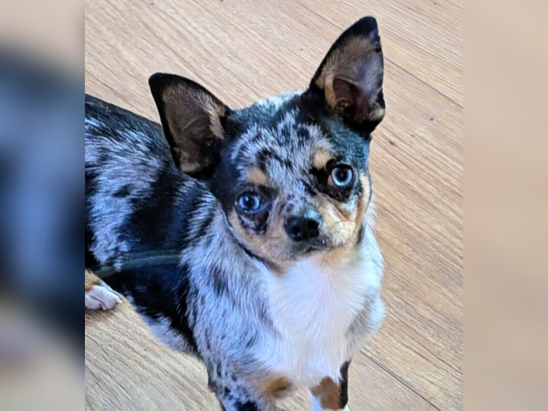 Little Tim - einfach goldig - Tierhilfe Franken e.V.