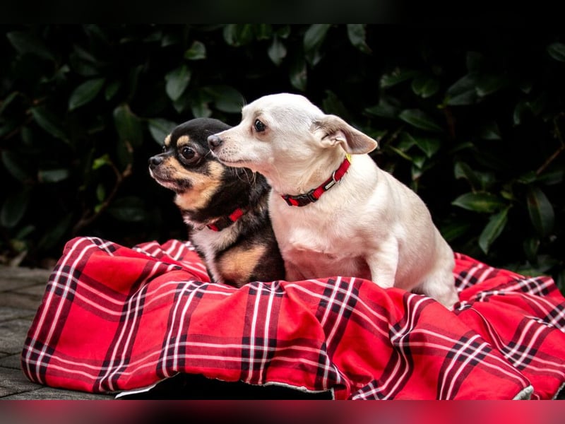 Dobby-Chi - möchte mit Füri zusammenbleiben - Tierhilfe Franken e.V.