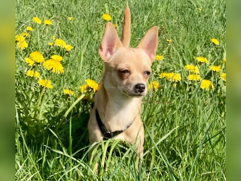 Madita - zuckersüßes Hundemädchen - Tierhilfe Franken e.V.