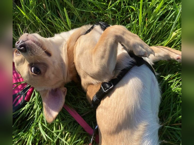 Madita - zuckersüßes Hundemädchen - Tierhilfe Franken e.V.
