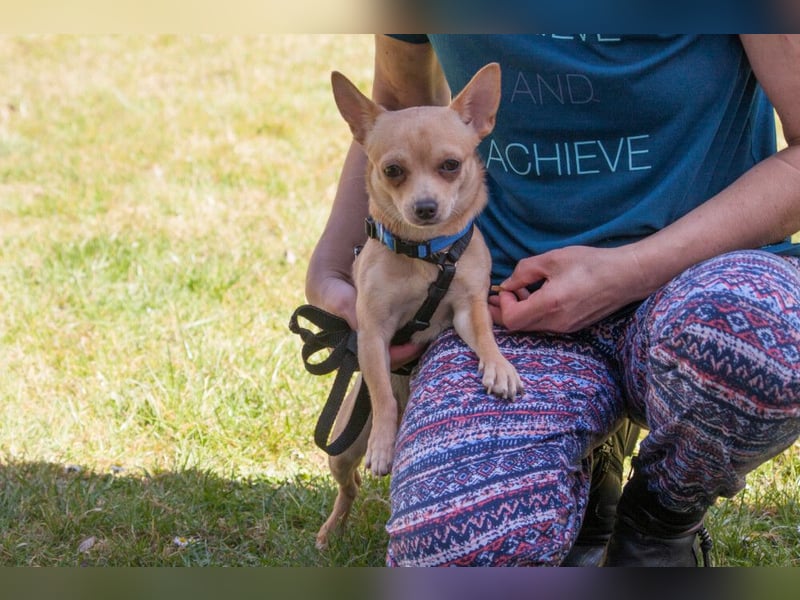 Madita - liebt Kuscheln und Spielen - Tierhilfe Franken e.V.