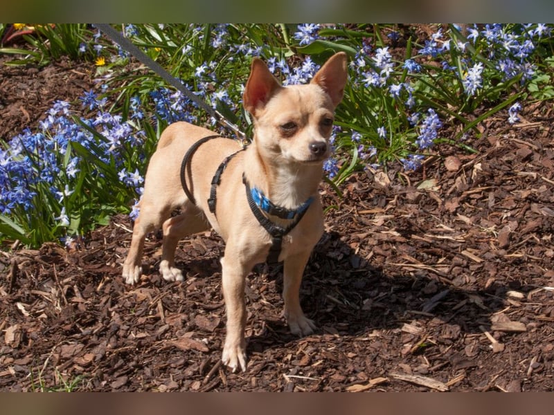 Madita - liebt Kuscheln und Spielen - Tierhilfe Franken e.V.