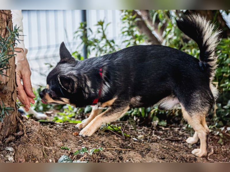 Dobby-Chi - möchte mit Füri zusammenbleiben - Tierhilfe Franken e.V.